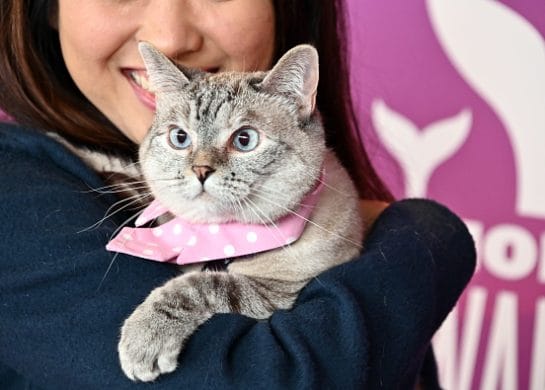 Najbogatija mačka na svetu