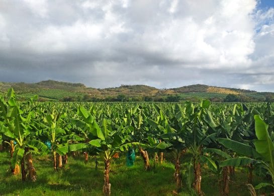 Trovanje na Martiniku