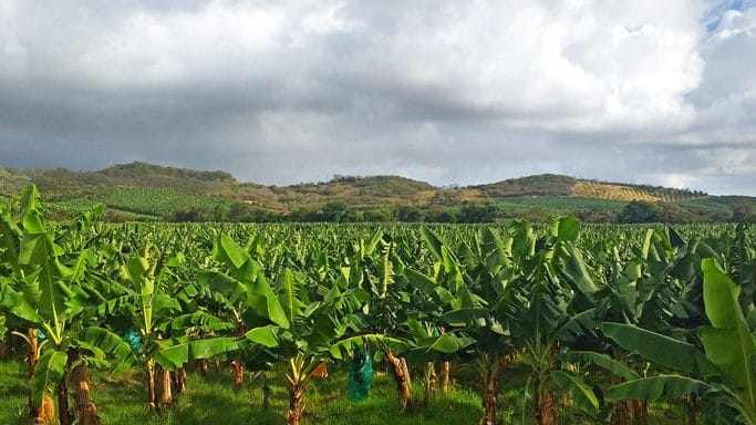 Trovanje na Martiniku