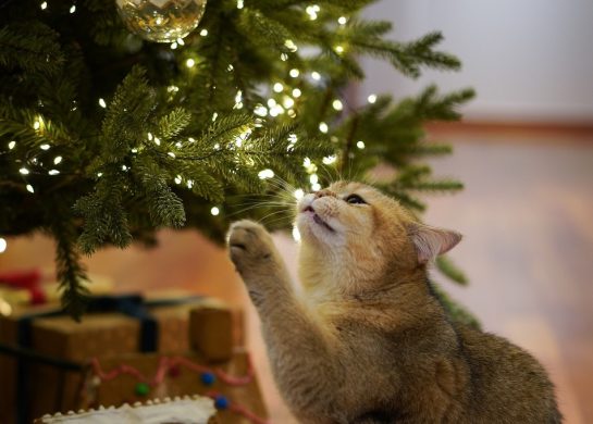 Novogodišnja jelka za 2024. godinu