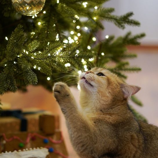 Novogodišnja jelka za 2024. godinu