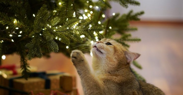 Novogodišnja jelka za 2024. godinu