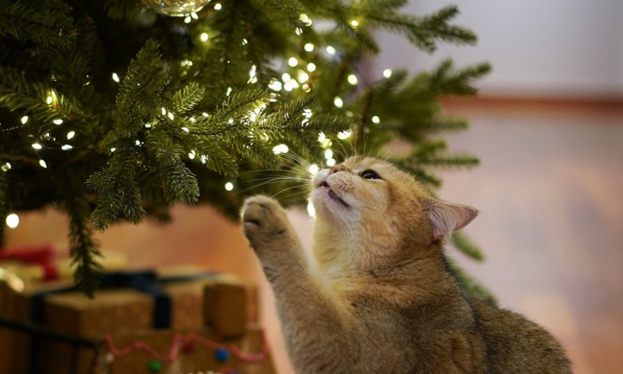 Novogodišnja jelka za 2024. godinu