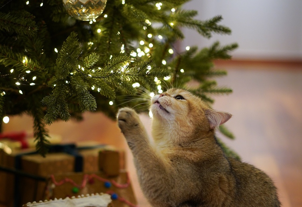 Novogodišnja jelka za 2024. godinu