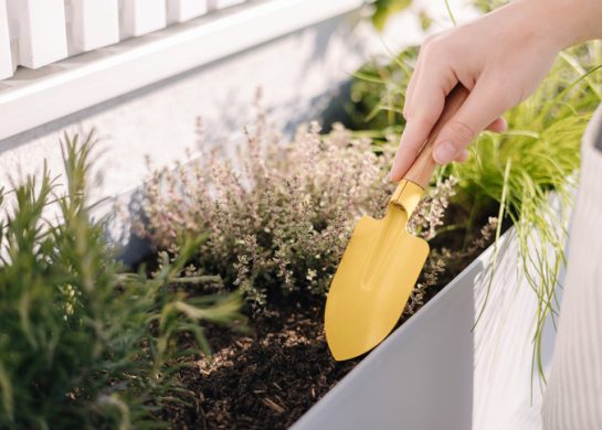 Najbolje biljke za terasu