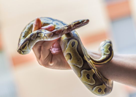 Šta znači sanjati zmiju