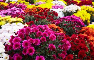 Cveće koje tera insekte