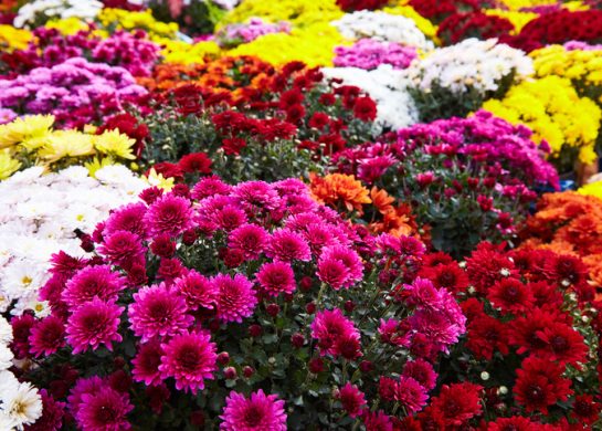 Cveće koje tera insekte