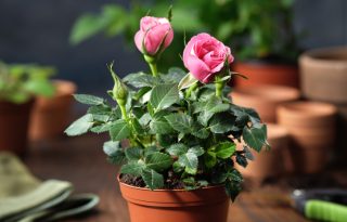 Kako gajiti ruže u saksiji