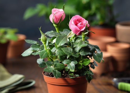 Kako gajiti ruže u saksiji
