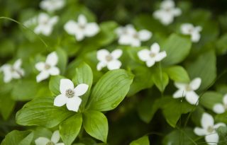 Cveće koje uspeva u hladu