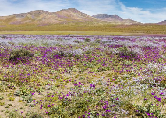 Procvetala pustinja u Čileu