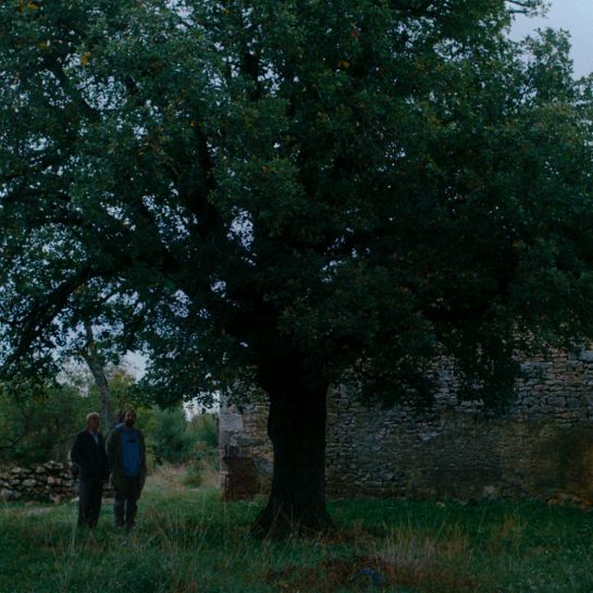 Kako je ovde tako zeleno